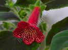 Kohleria Cecilia (ni)