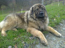 BORISS