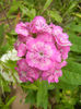 Dianthus barbatus (2013, May 29)