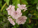 Dianthus barbatus (2013, May 29)