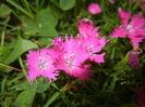 Dianthus Kahori (2013, May 29)