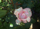 Rose Optimiste