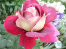 P1050916