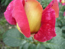 P1050918