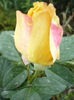 P1050936