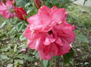 rosarium uetersen