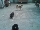 IMG00562-20130527-1501