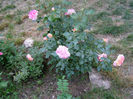 P1018147
