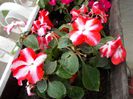 DSCN1154