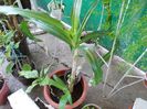 DSCN1071