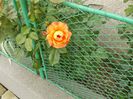 DSCN1129