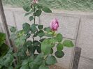 DSCN1135