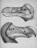 464px-Dodo_head_(1848)