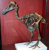 Dodo-Skeleton_Natural_History_Museum_London_England