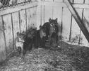 759px-Thylacine_cubs