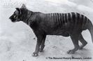 Thylacine (1)