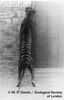 Thylacine-on-hind-legs