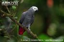 African-grey-parrot-perched