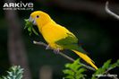 Golden-parakeet-feeding