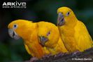 Golden-parakeet-social-behaviour