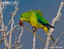 Orange-bellied-parrot-feeding
