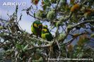 Yellow-eared-parrots-displaying