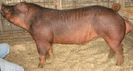 Duroc (1)