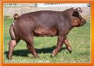 duroc (2)