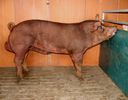 verrat Duroc