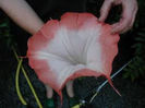 brugmansia                       redpicotee