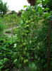 Agrise aurii