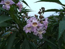 Chitalpa Tashkentensis