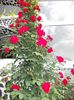 DSCN0481