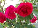 DSCN0484