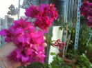 bougainvillea cu floare batuta