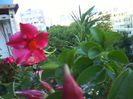 dipladenia rosu