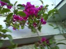 bugainvillea mov