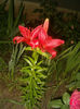 Picture 052