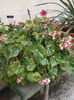 begonia