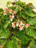 begonia