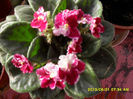 Violete 01 06-2013