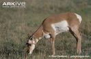 Female-pronghorn-feeding