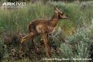 One-week-old-pronghorn-fawn