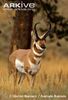 Pronghorn-buck