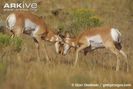 Pronghorn-fawns-sparring
