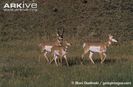 Pronghorn-male-courting-female-with-young