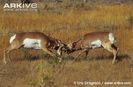 Pronghorn-males-fighting