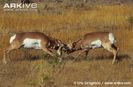 Pronghorn-males-fighting