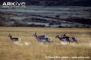 Pronghorn-running-in-habitat