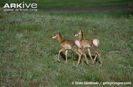 Pronghorn-twin-fawns-walking